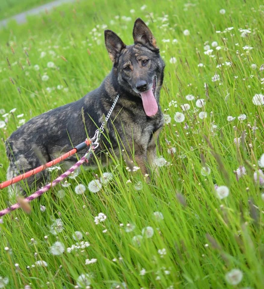 Zara, female mixed breed for adoption at Mestský útulok Poprad — photo 8 of 8