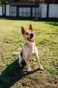 TOMMY, male senior mixed breed for adoption at Cerberus - Útulok Senica, Senica