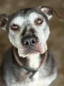GREY, male Mixed Breed for adoption at Cerberus - Útulok Senica, Senica
