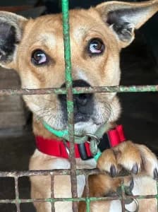 KARLOS, male young mixed breed for adoption at Cerberus - Útulok Senica, Senica