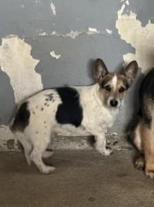 IDEFIX, male 3yo mixed breed for adoption at Cerberus - Útulok Senica, Senica