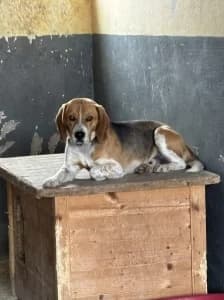 RONY, male young Mixed Breed for adoption at Cerberus - Útulok Senica, Senica