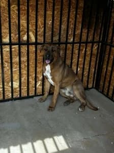 MAX, male young mixed breed for adoption at Cerberus - Útulok Senica, Senica