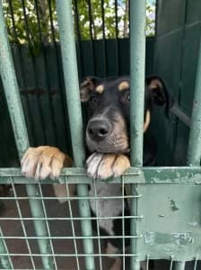 ROMEO, male puppy Mixed Breed for adoption at Cerberus - Útulok Senica, Senica