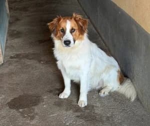 MARCO, male young mixed breed for adoption at Cerberus - Útulok Senica, Senica