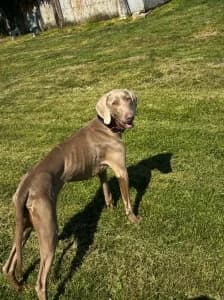 LUNA, female 4yo mixed breed for adoption at Cerberus - Útulok Senica, Senica