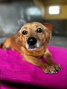 ZORKA, female senior mixed breed for adoption at Cerberus - Útulok Senica, Senica