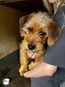 ALEX, male young mixed breed for adoption at Cerberus - Útulok Senica, Senica