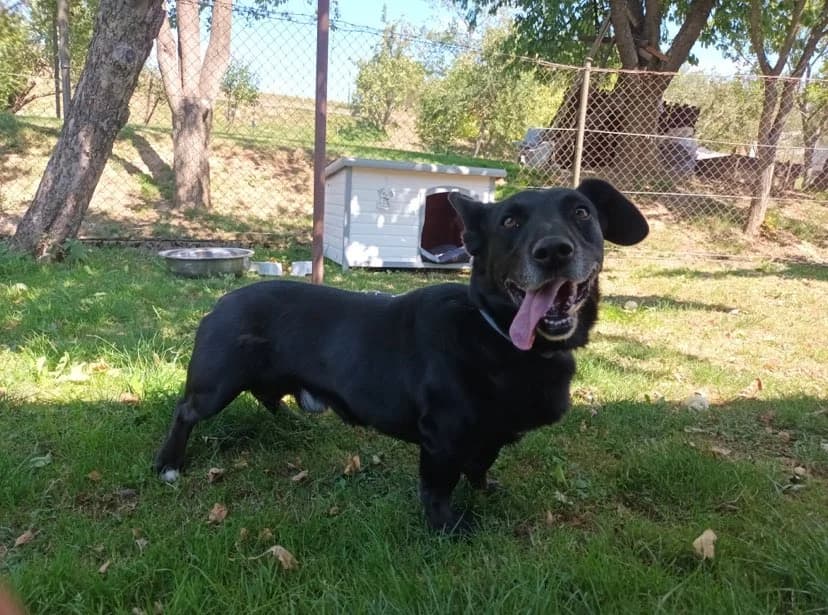 MAX,  5yo Border Collie for adoption at Trenčiansky Útulok, Trenčín-Zlatovce