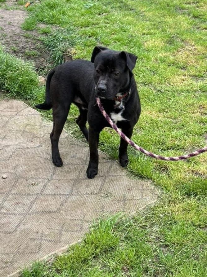 BONO, čierna male puppy mixed breed for adoption at Útulok Trnava, 917 01 Trnava
