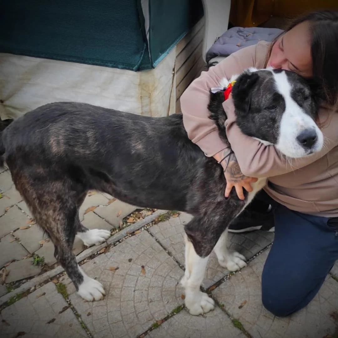 AZIRA, hnedobiela female puppy mixed breed for adoption at Útulok Trnava, 917 01 Trnava