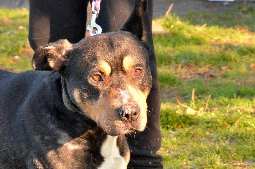 ARGO, tricolor male puppy mixed breed for adoption at Útulok Trnava, 917 01 Trnava