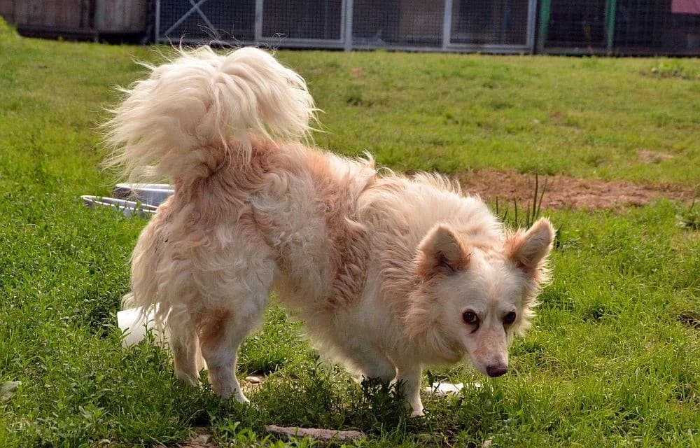 LUKAS, hnedobiela male puppy mixed breed for adoption at Útulok Trnava, 917 01 Trnava