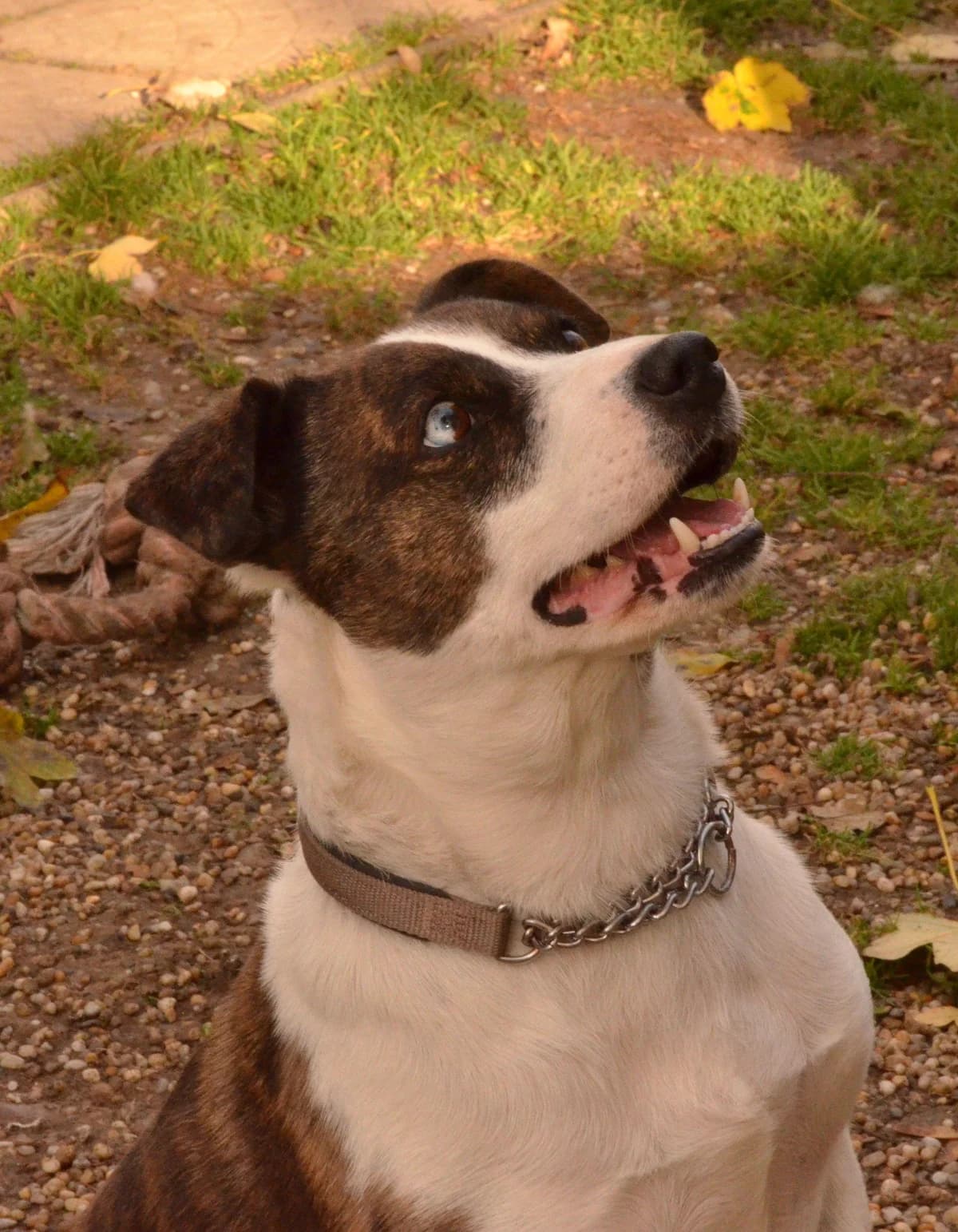 REIS, výška: 40 cm REIS vyrastal v rodine ale po smri pána sa jeho majiteľka rozhodla odsťahovať k dcére.  male puppy mixed breed for adoption at Útulok Trnava, 917 01 Trnava