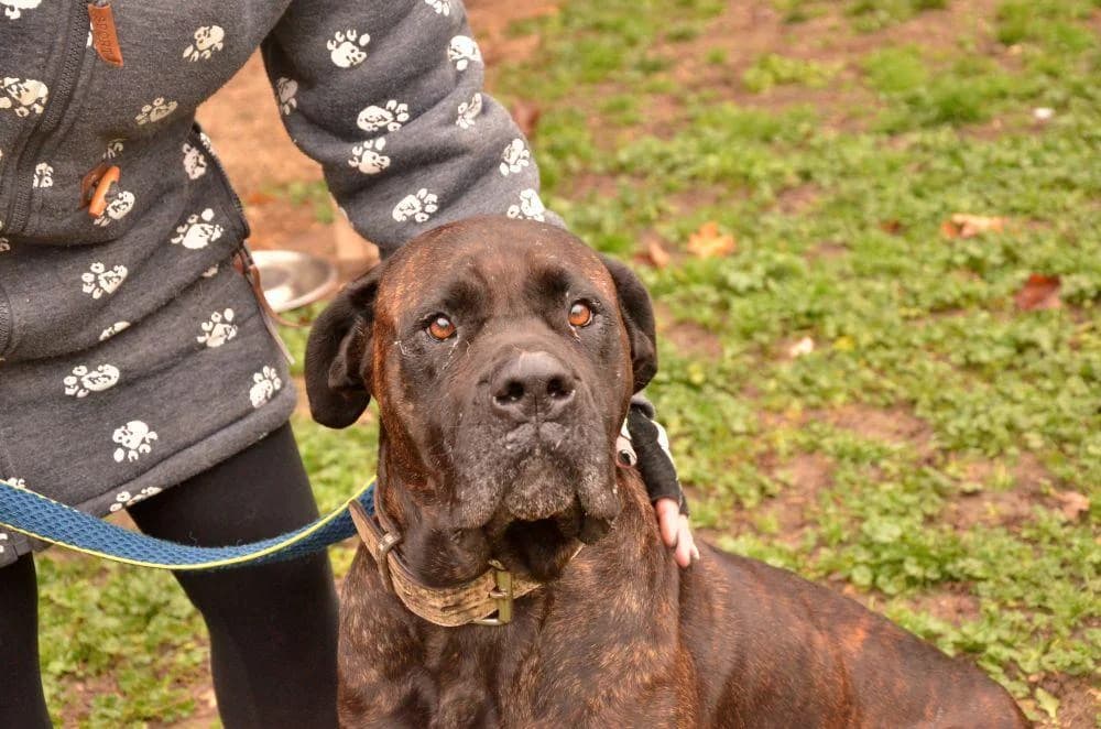 TRINY, hnedá female puppy Cane Corso for adoption at Útulok Trnava, 917 01 Trnava