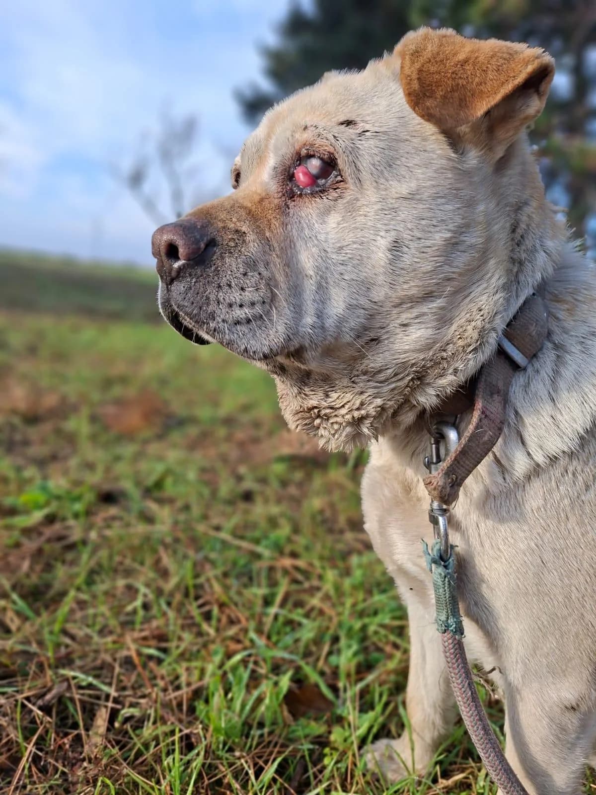 KIRA, biela female puppy mixed breed for adoption at Útulok Trnava, 917 01 Trnava