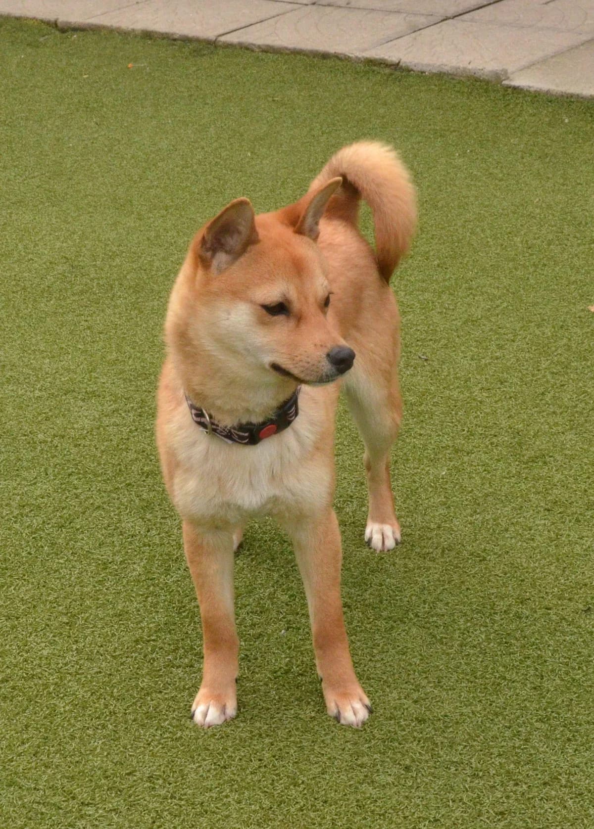 LEO, hnedá male puppy mixed breed for adoption at Útulok Trnava, 917 01 Trnava