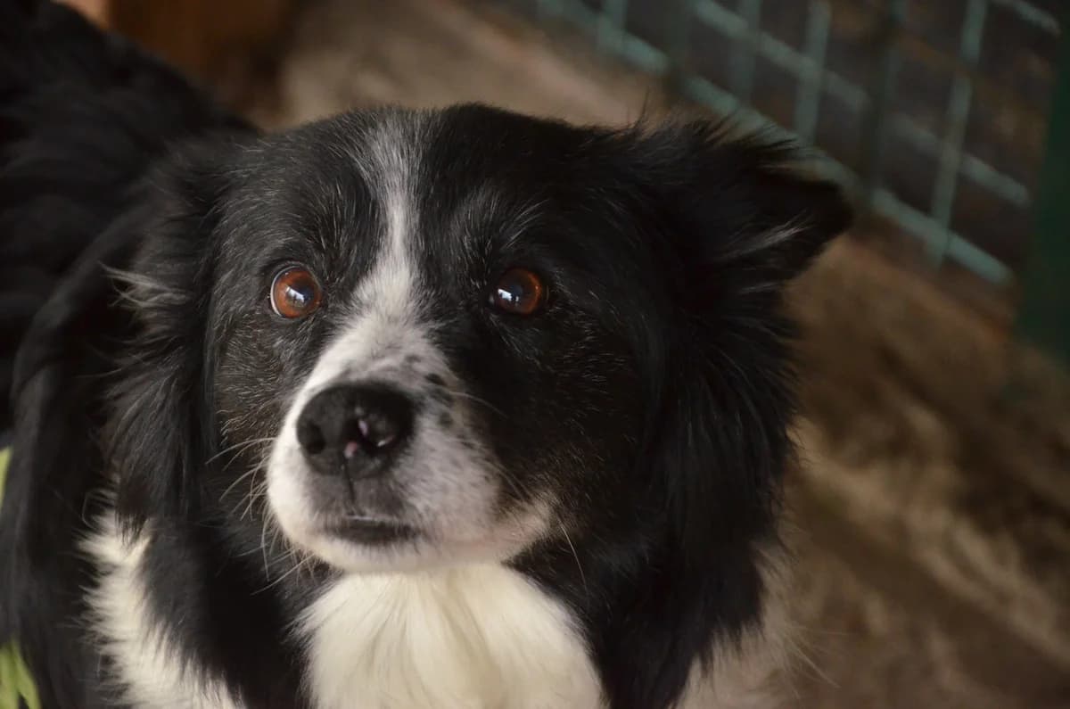 TINA, biela s čiernou female puppy Border Collie for adoption at Útulok Trnava, 917 01 Trnava