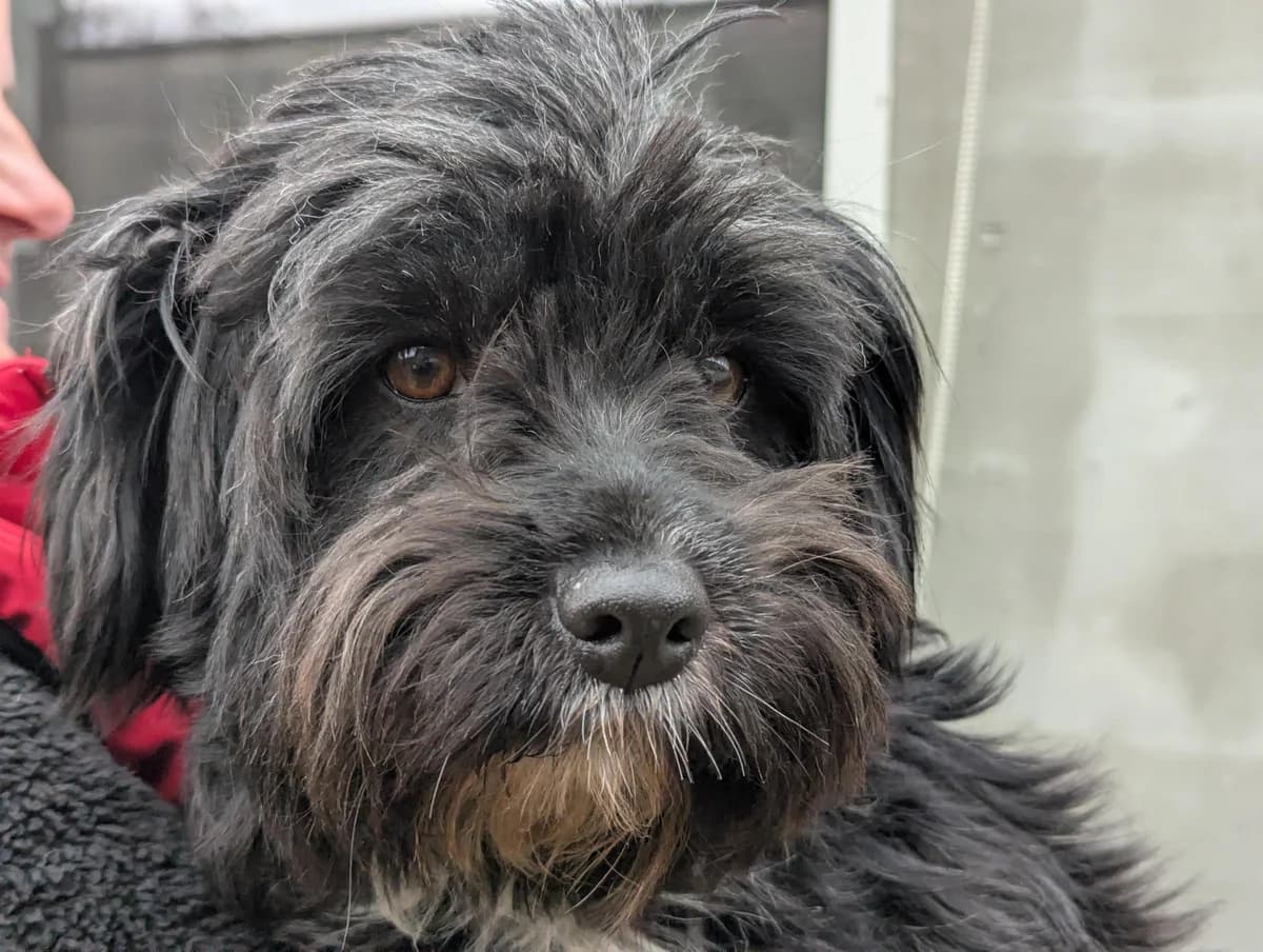 AGÁTKA, čierna female puppy mixed breed for adoption at Útulok Trnava, 917 01 Trnava