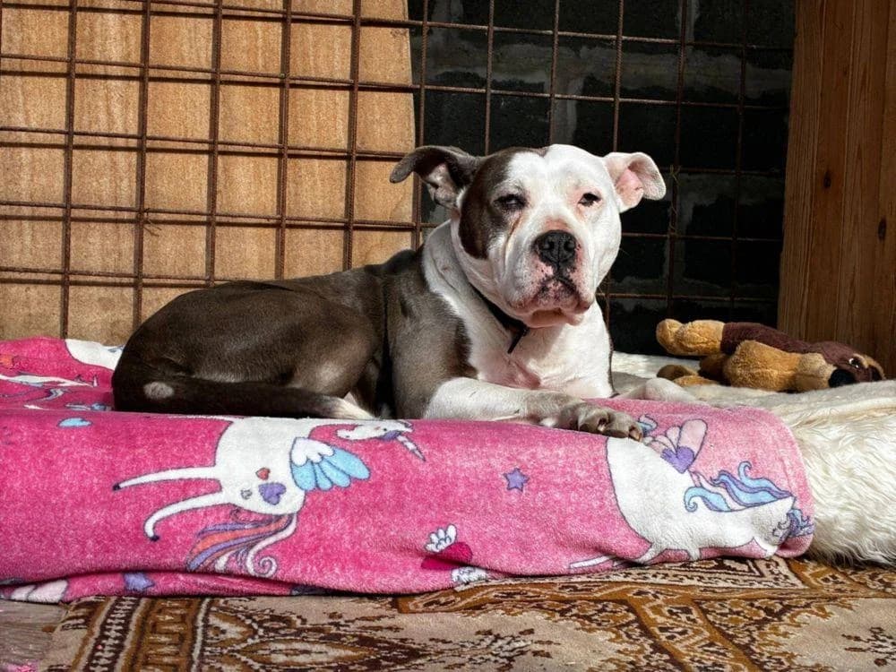 AGNES, hnedobiela female puppy mixed breed for adoption at Útulok Trnava, 917 01 Trnava