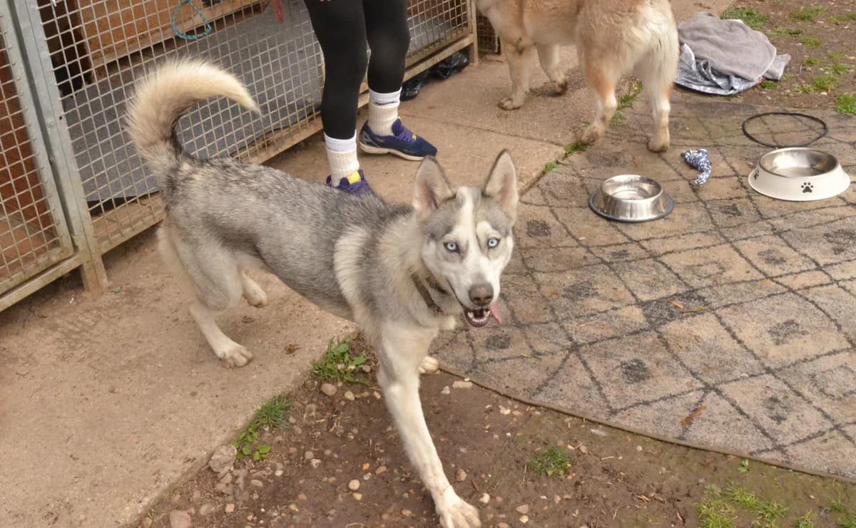 FREYA, šedá s bielou female puppy Husky for adoption at Útulok Trnava, 917 01 Trnava