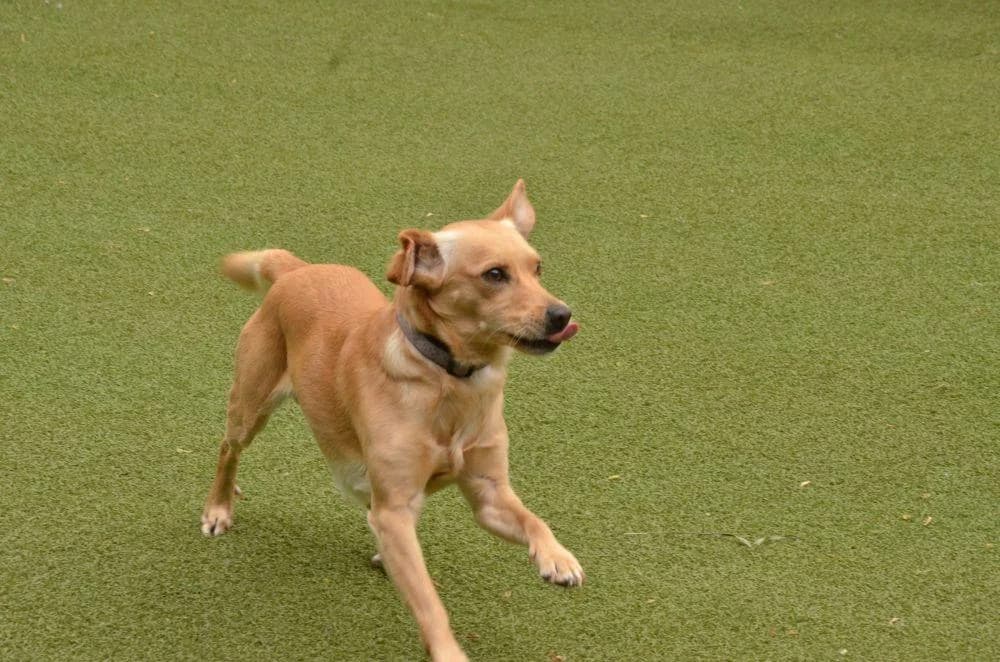 ERIK, hnedá male puppy mixed breed for adoption at Útulok Trnava, 917 01 Trnava