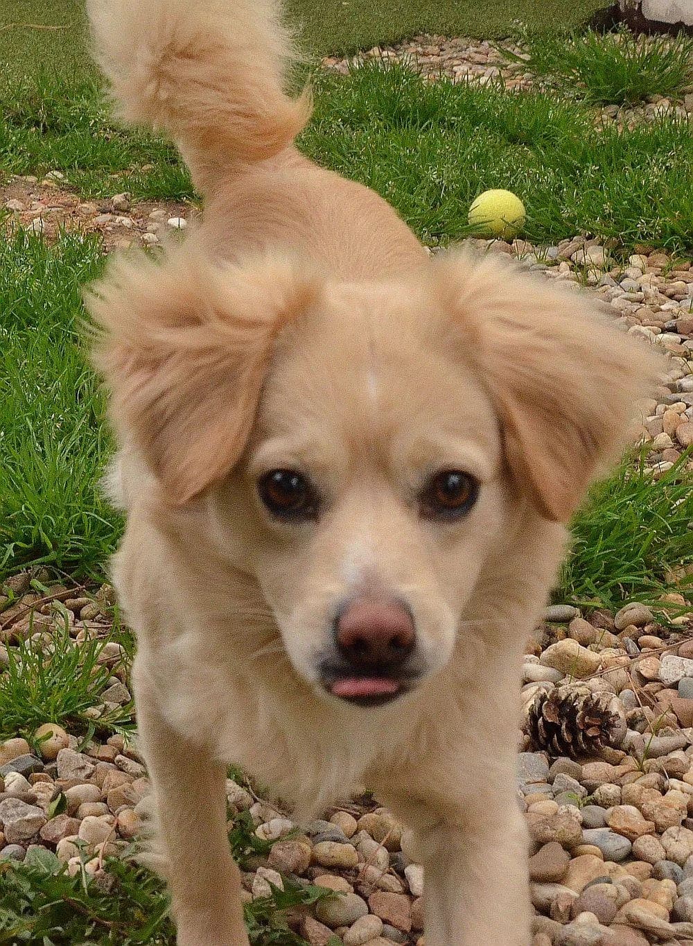 DODO, hnedá male puppy mixed breed for adoption at Útulok Trnava, 917 01 Trnava