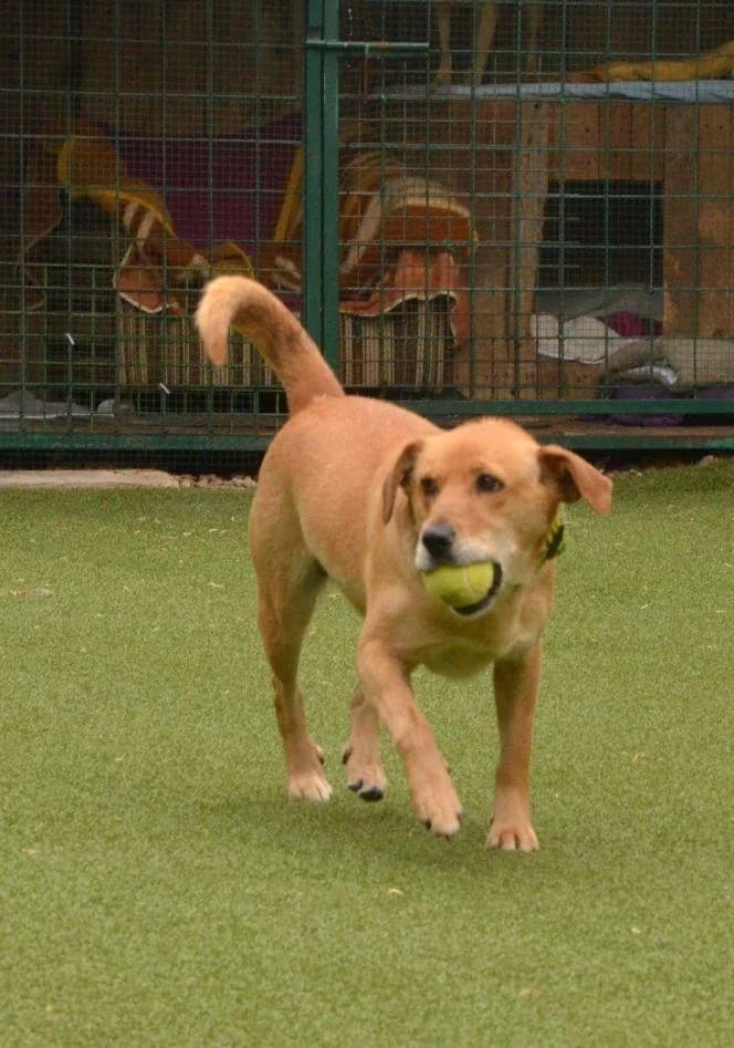 TINA, hnedá female 7yo mixed breed for adoption at Útulok Trnava, 917 01 Trnava