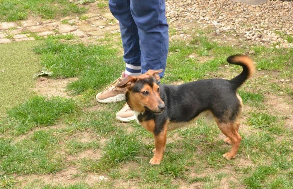 DOBY, čierna male puppy mixed breed for adoption at Útulok Trnava, 917 01 Trnava