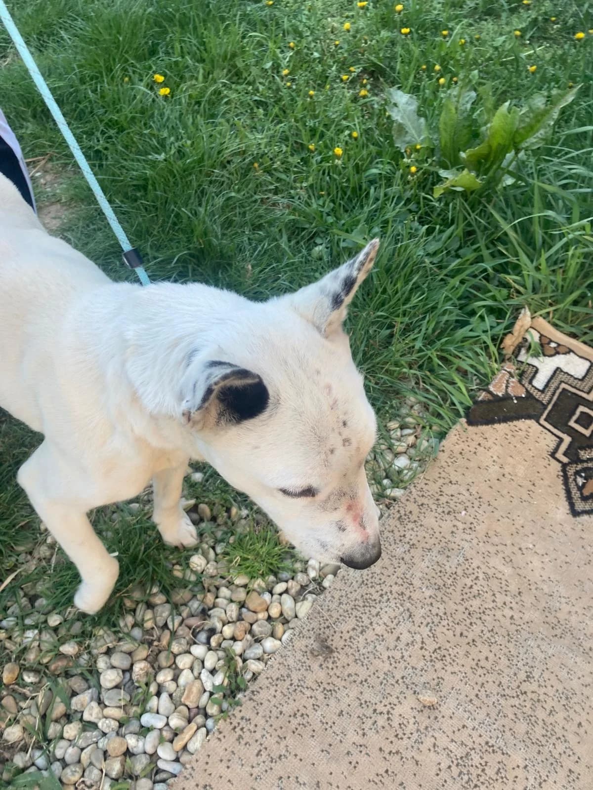 MAX, biela male senior mixed breed for adoption at Útulok Trnava, 917 01 Trnava