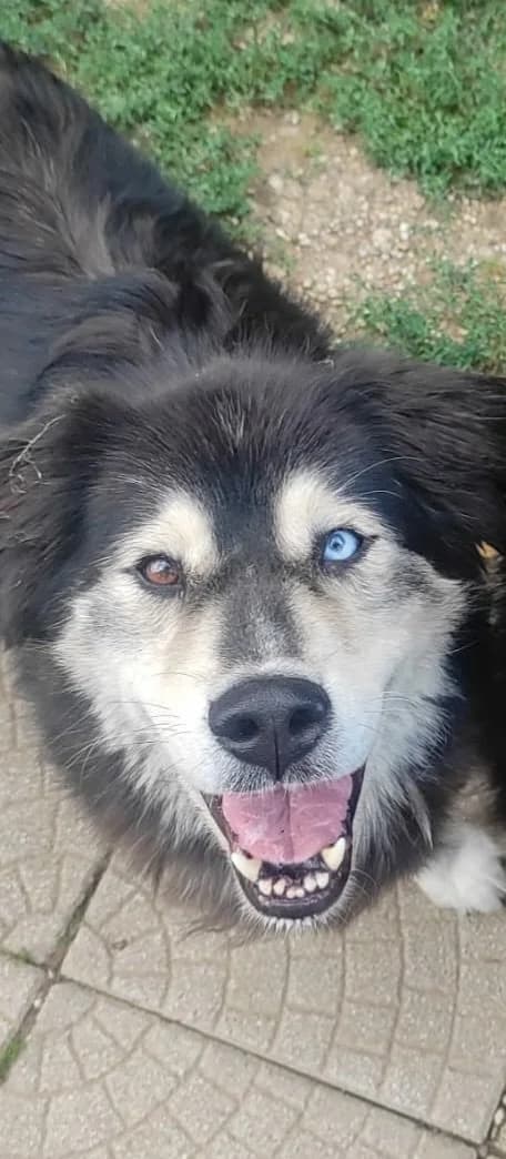 Darma, Čierno biela female 7yo mixed breed for adoption at Útulok Trnava, Trnava