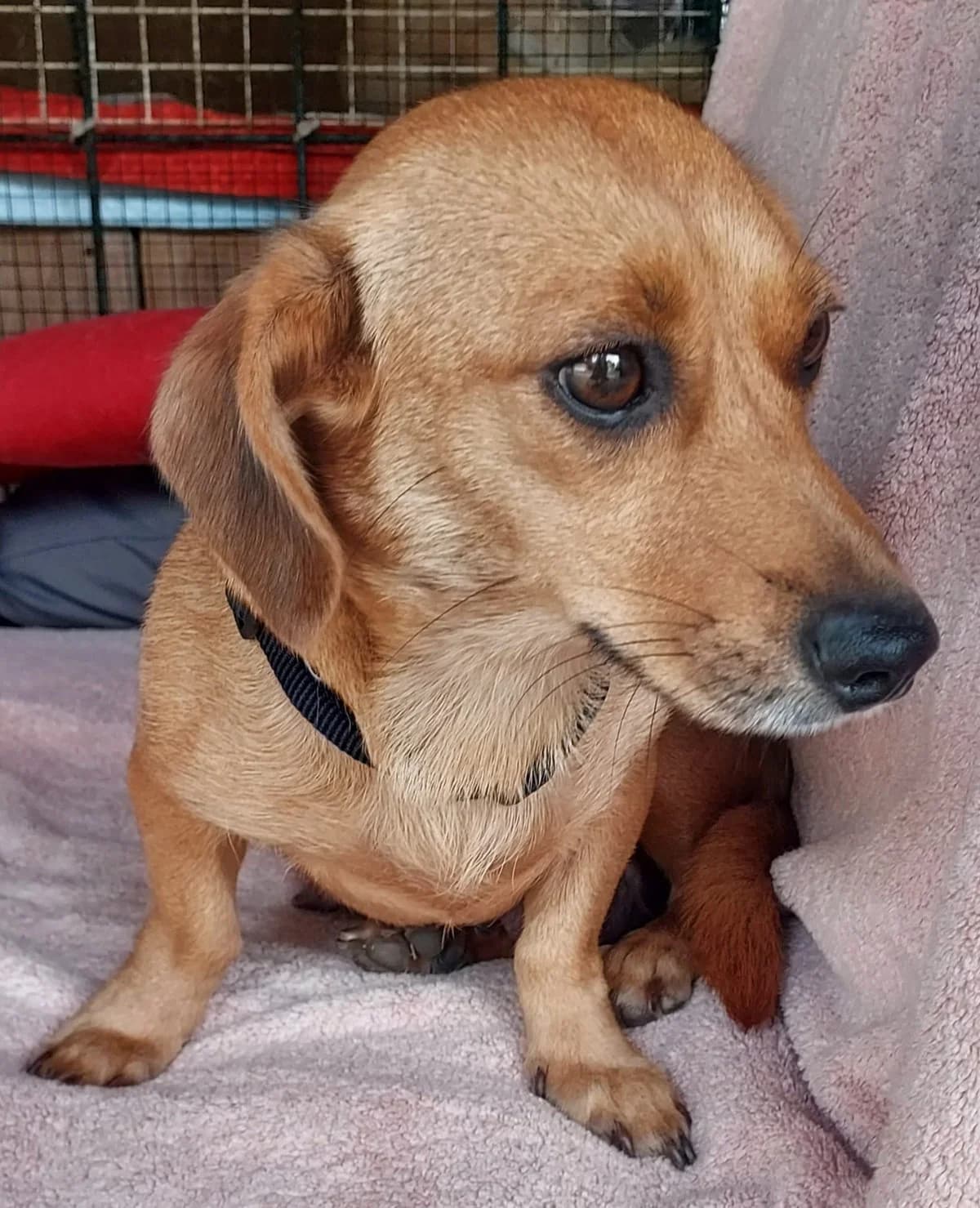Didy, Hnedá female 3yo mixed breed for adoption at Útulok Trnava, Trnava