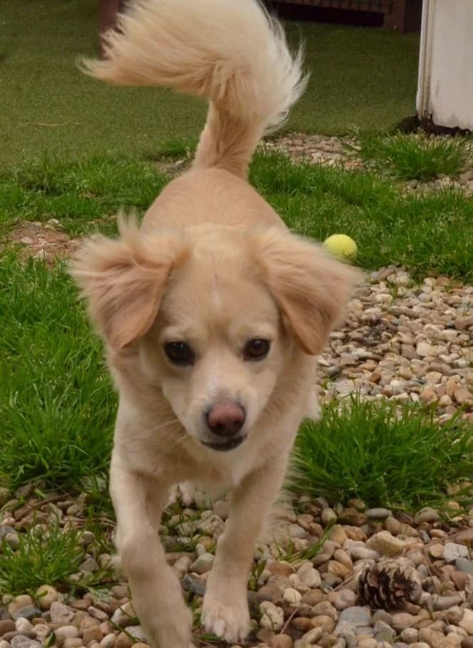 Dodo, krémová male young mixed breed for adoption at Útulok Trnava, Trnava