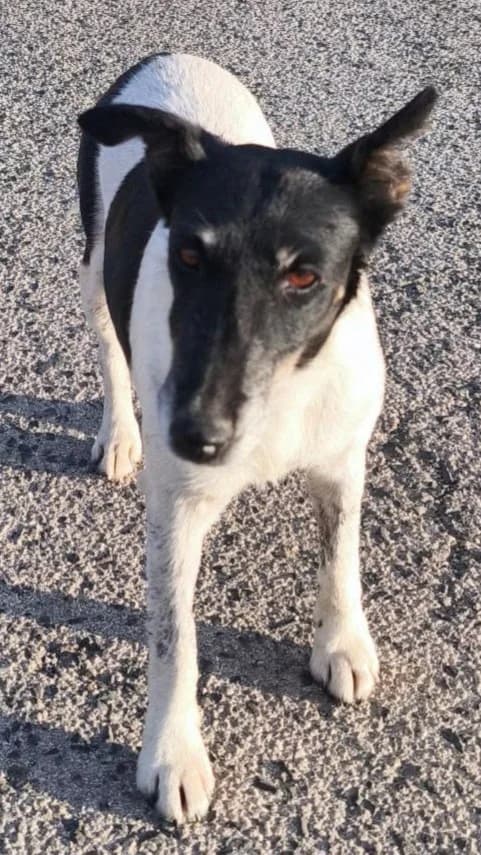 Elis, Bielo čierna female senior mixed breed for adoption at Útulok Trnava, Trnava