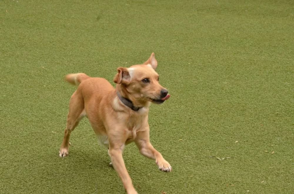 Erik, hnedá male young mixed breed for adoption at Útulok Trnava, Trnava