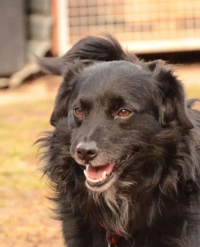 Loki, čierna male senior mixed breed for adoption at Útulok Trnava, Trnava