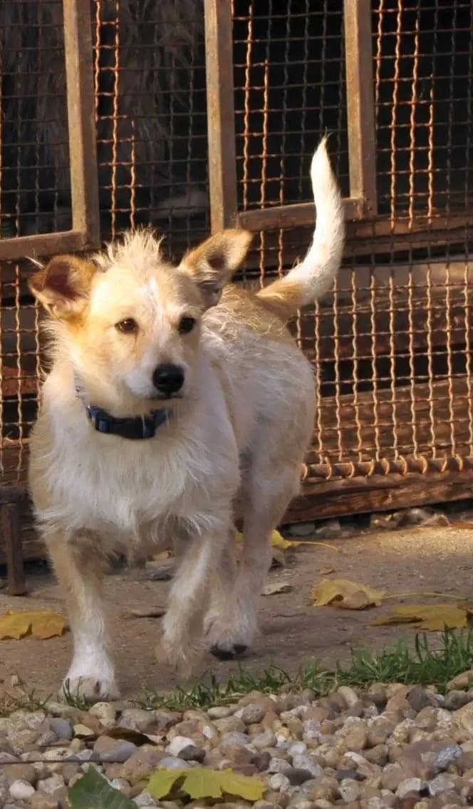 Majko, bicolor male puppy mixed breed for adoption at Útulok Trnava, Trnava