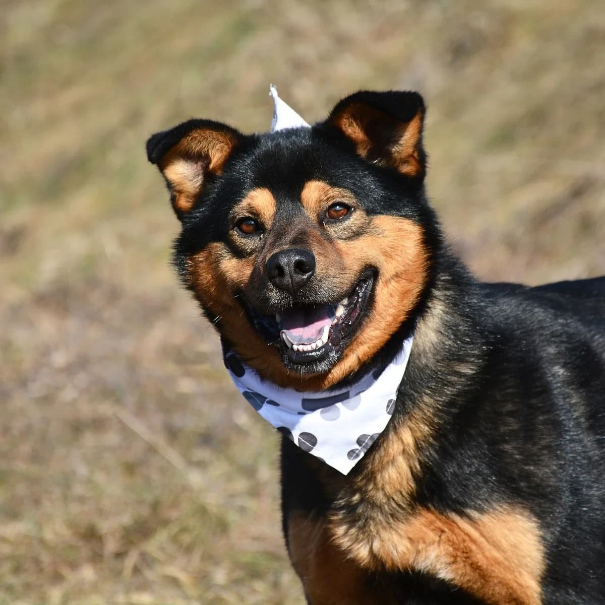 Lucas,  mixed breed for adoption at Útulok Tuláčik, Brezno