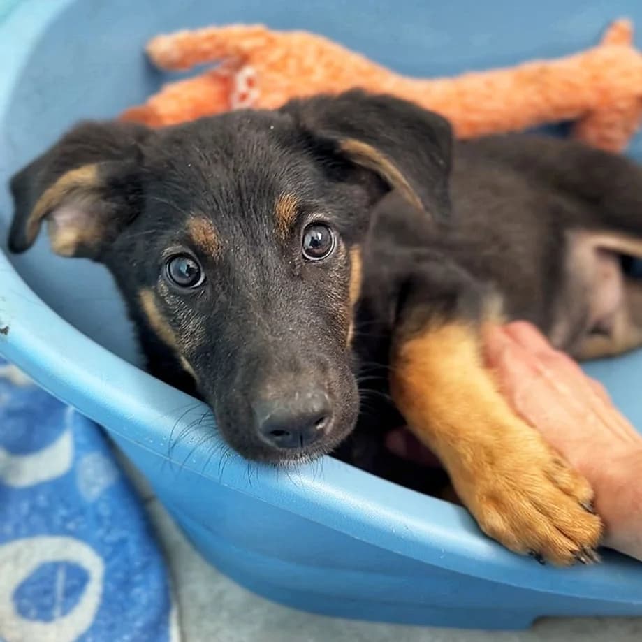 Lucas,  mixed breed for adoption at Útulok Tuláčik, Brezno