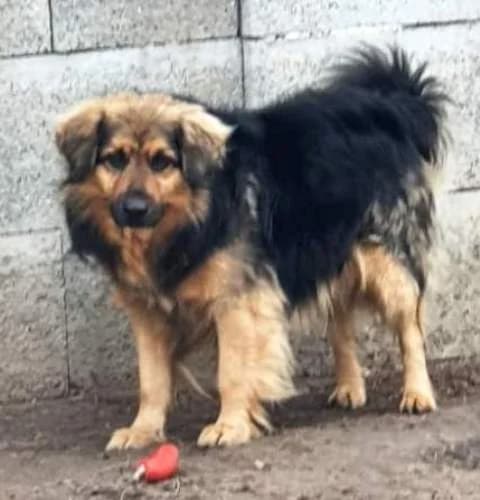 Psík Gerlos, male Mixed Breed for adoption at Útulok Nové Zámky