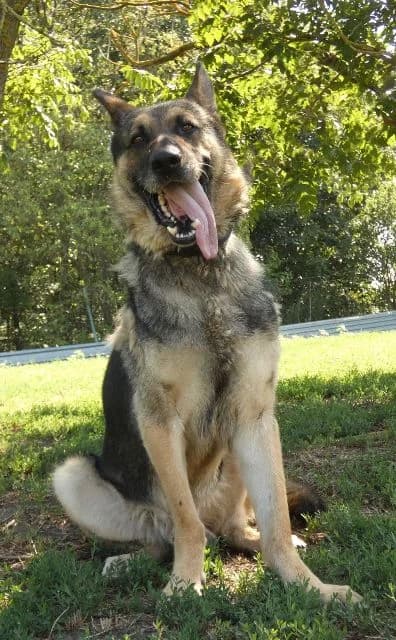 Psík Old man, male Mixed Breed for adoption at Útulok Nové Zámky