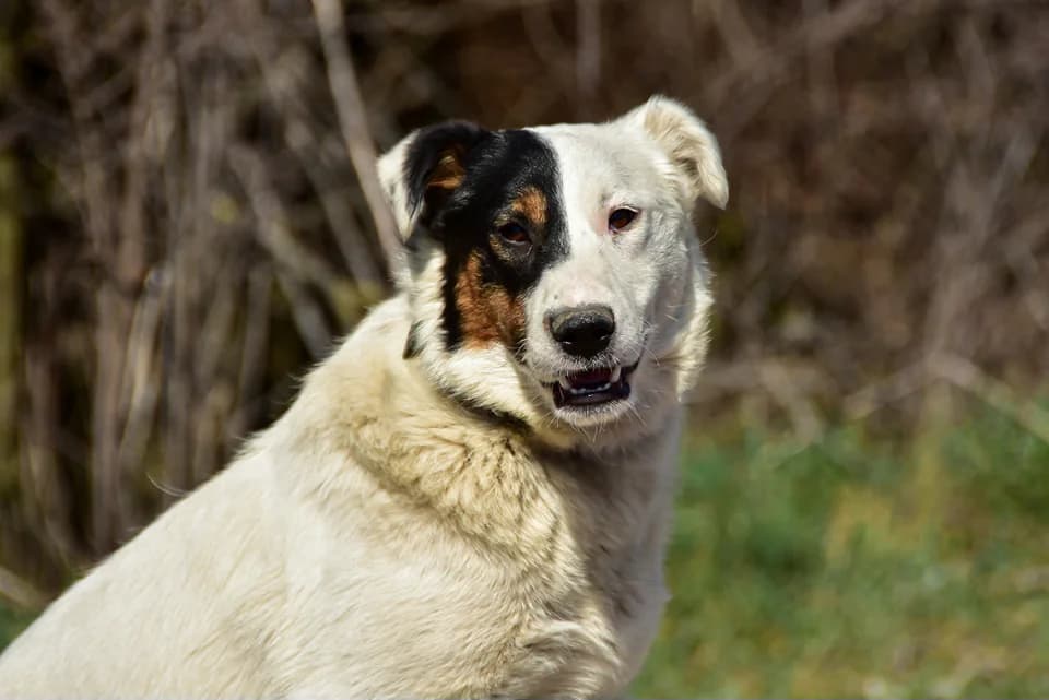 Abigail, Mixed Breed (ÚVP Košice)
