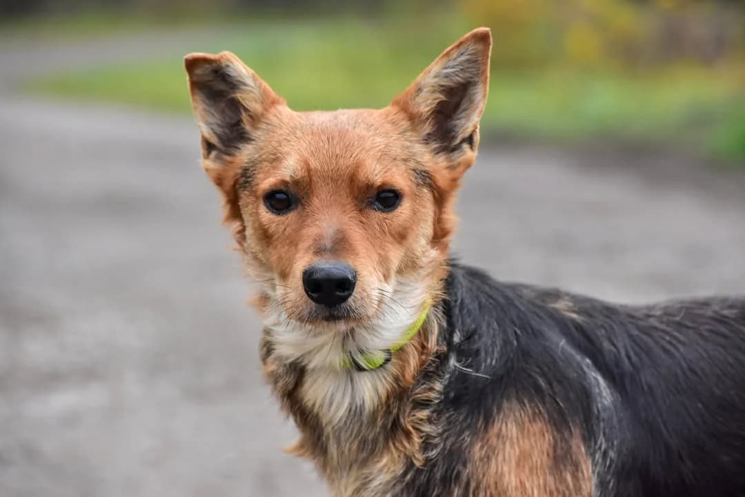 Ajka, Mixed Breed (ÚVP Košice)
