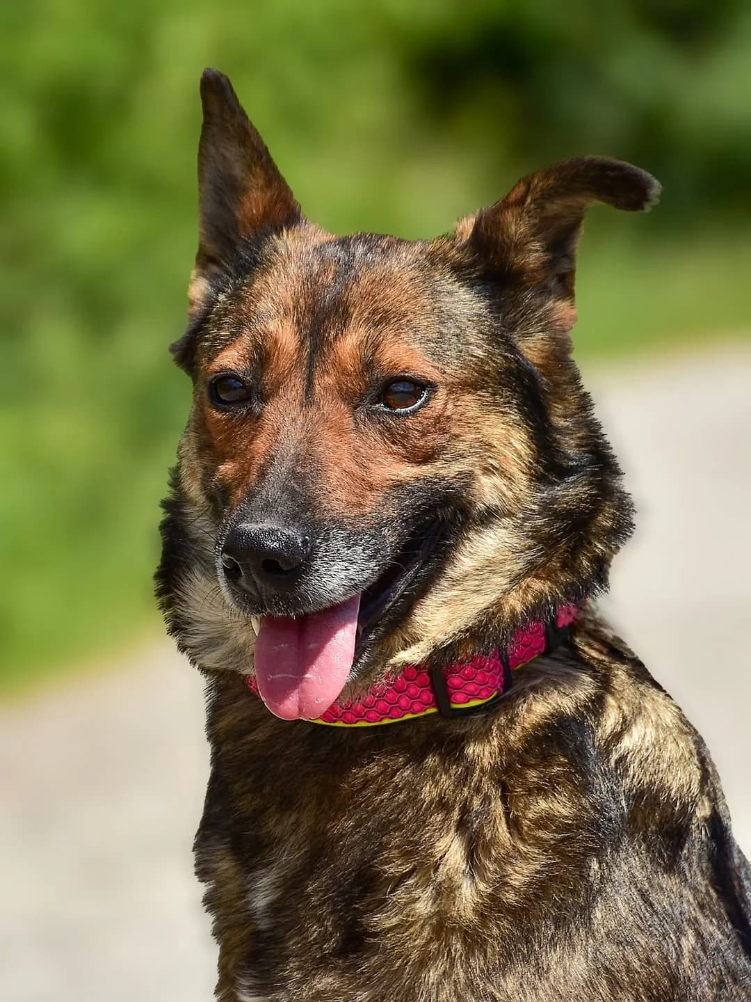 Ajša, female Mixed Breed for adoption at ÚVP Košice