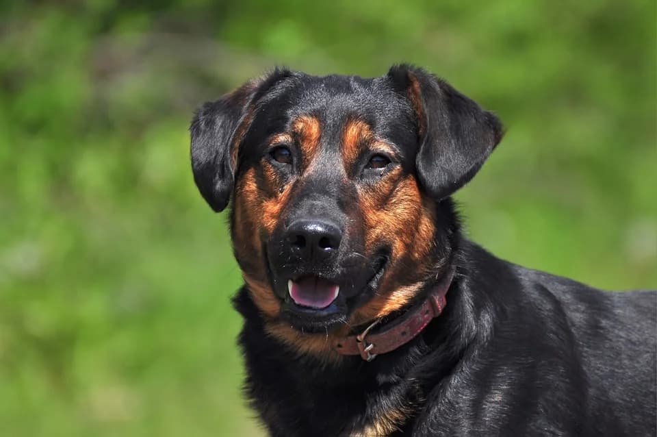 Alan, male Mixed Breed for adoption at ÚVP Košice