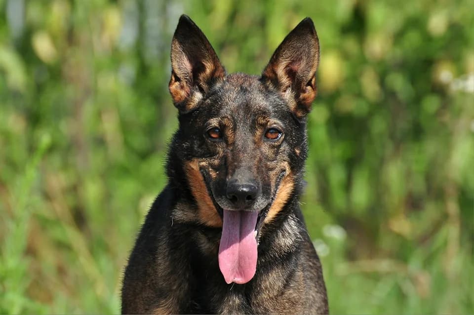 Amélia, female Mixed Breed for adoption at ÚVP Košice