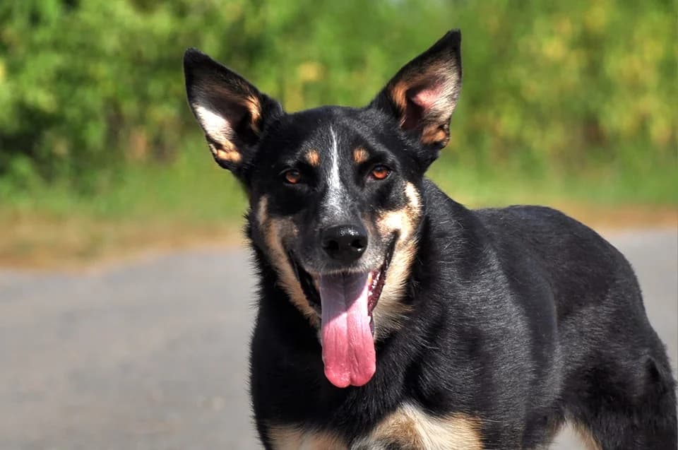 Amir, male Mixed Breed for adoption at ÚVP Košice
