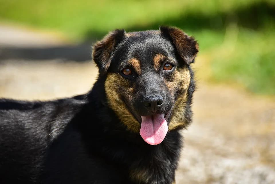 Amos, Mixed Breed (ÚVP Košice)