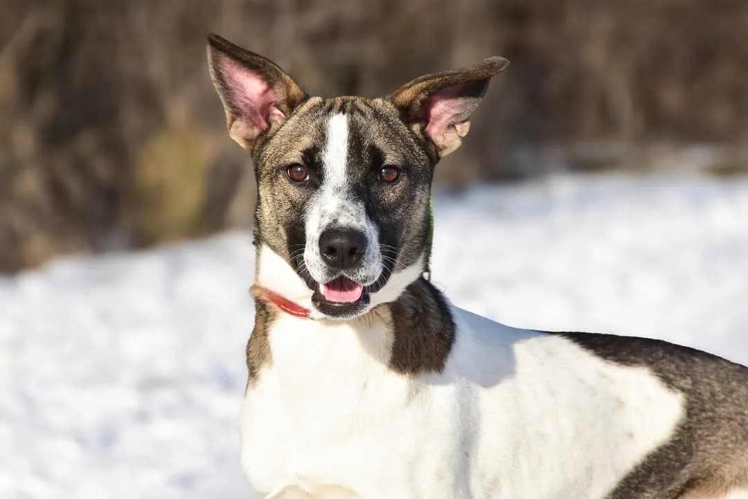 Anie Rezervovaná, Mixed Breed (ÚVP Košice)