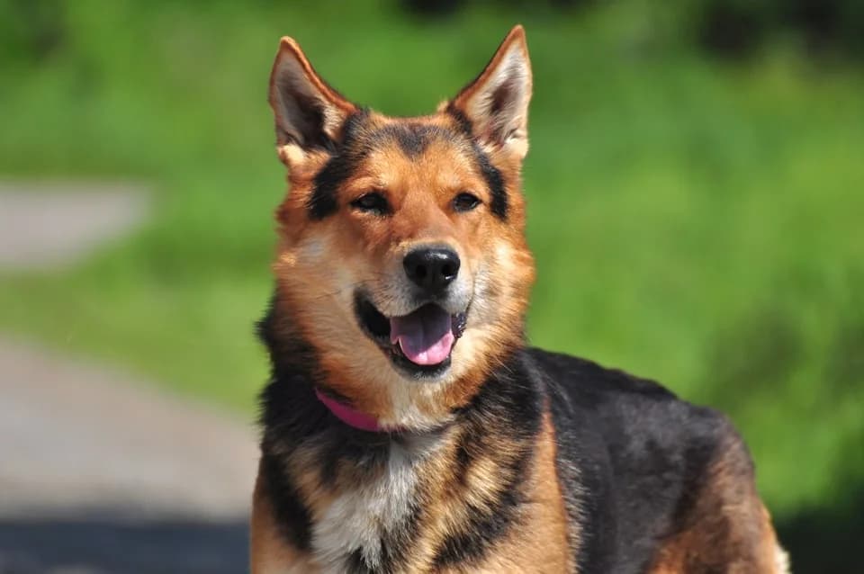April, female Mixed Breed for adoption at ÚVP Košice